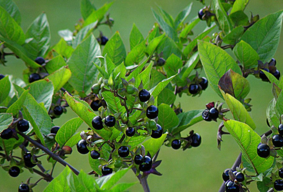 Семена белладонны