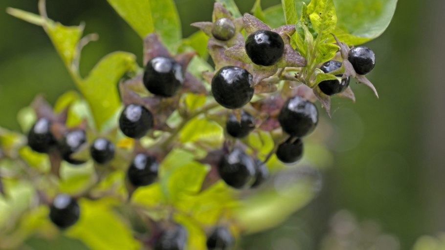 Белладонна ягода
