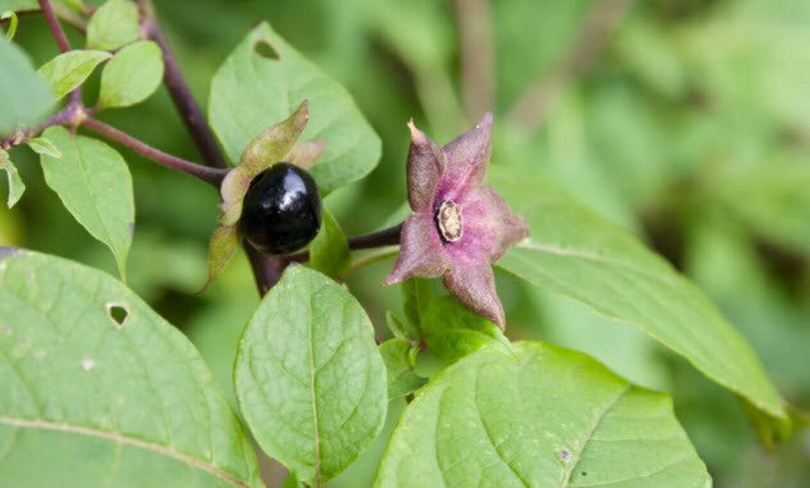 Что такое Двугнездный плод