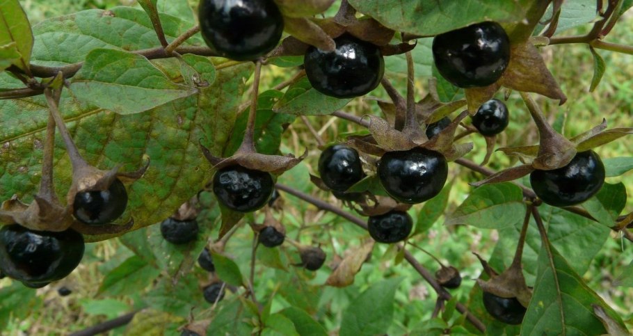 Atropa Belladonna растение