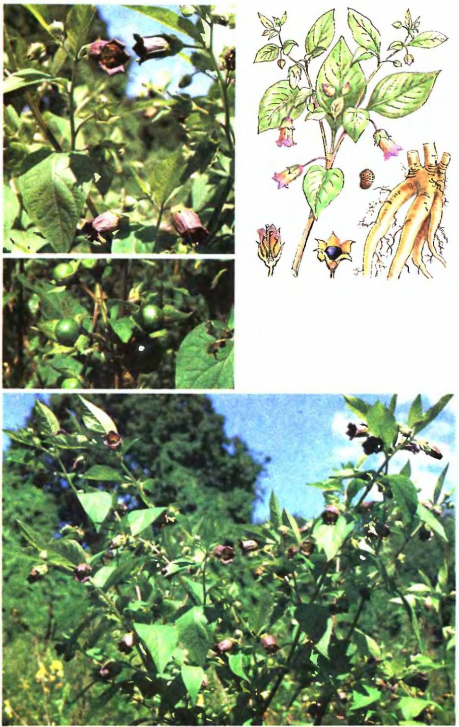 Красавка белладонна