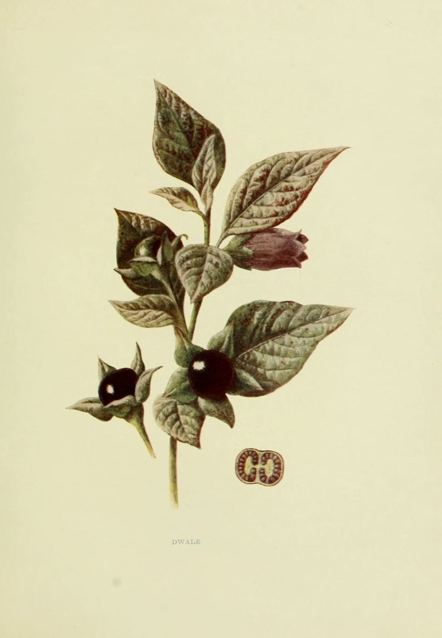 Белладонна растение