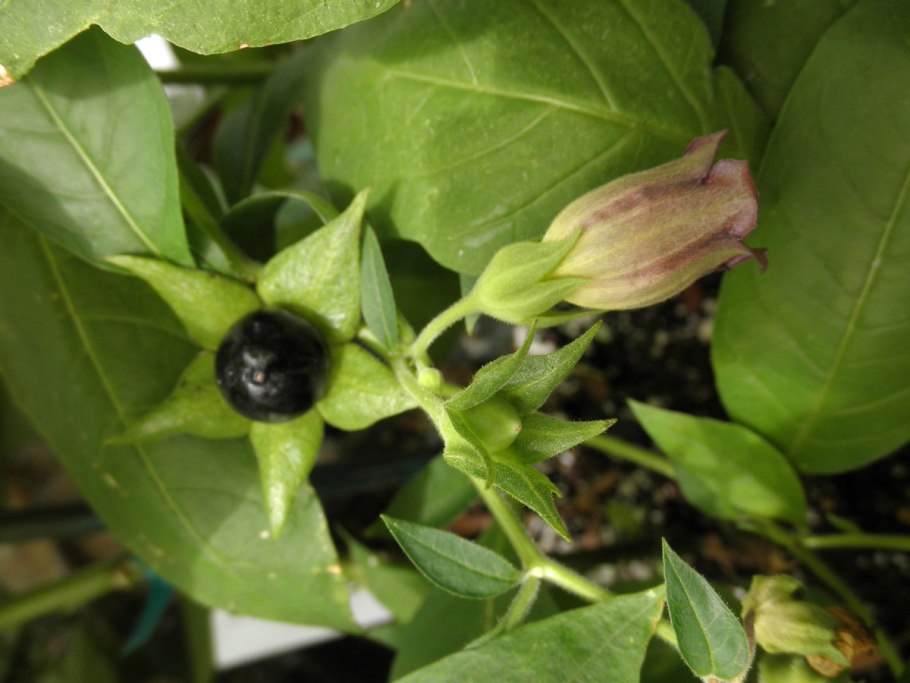 Красавка белладонна