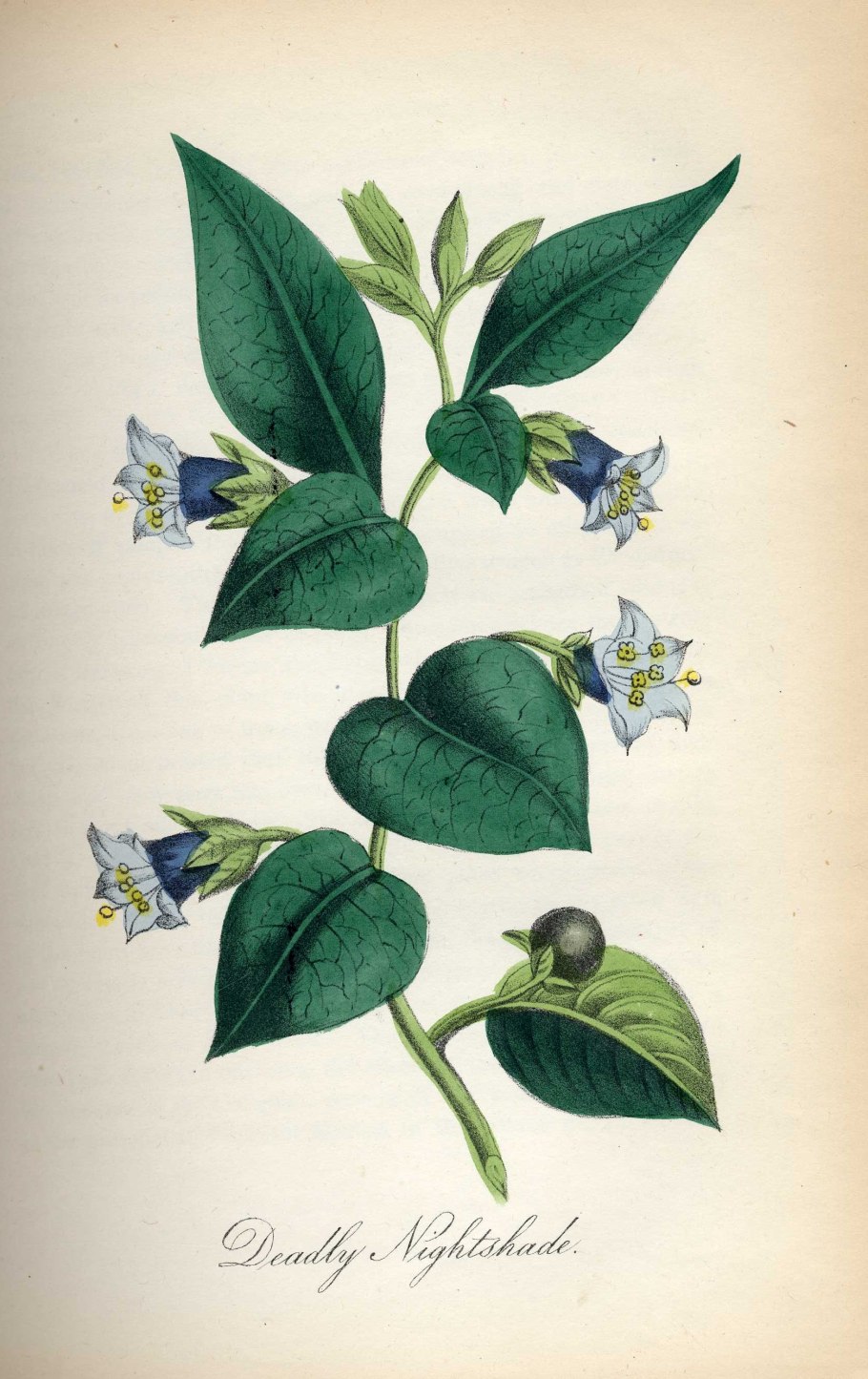 Белладонна красавка обыкновенная