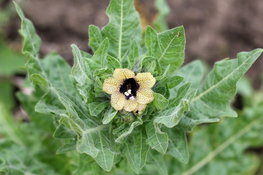 Белена черная (Hyoscýamus Níger)