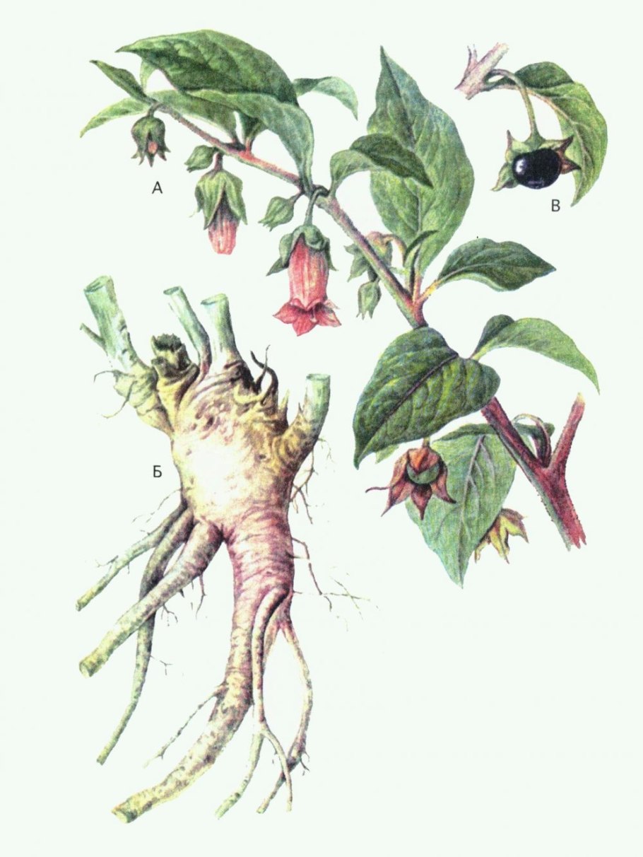 Красавка белладонна Atropa Belladonna