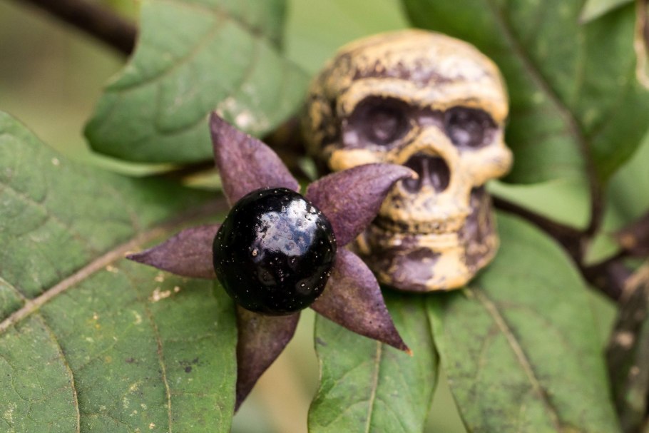 Красавка белладонна сырье