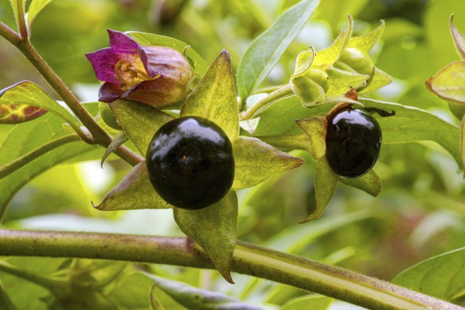 Красавка белладонна цветок