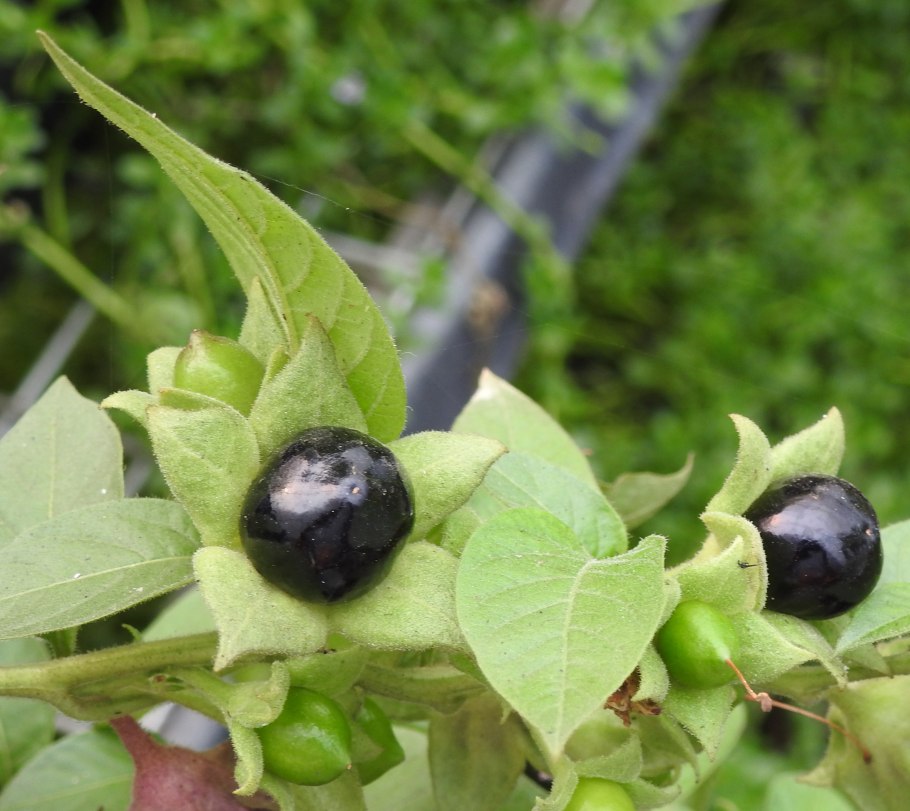 Белладонна красавка обыкновенная