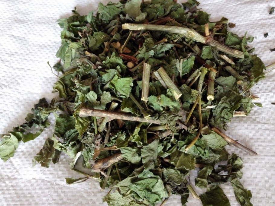 Белена черная ядовитое растение