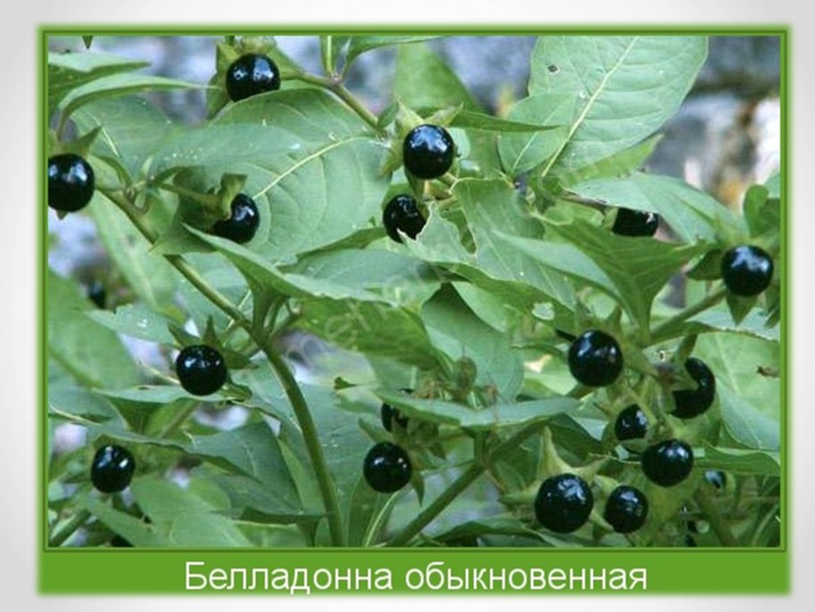 Белена черная (Hyoscýamus Níger)