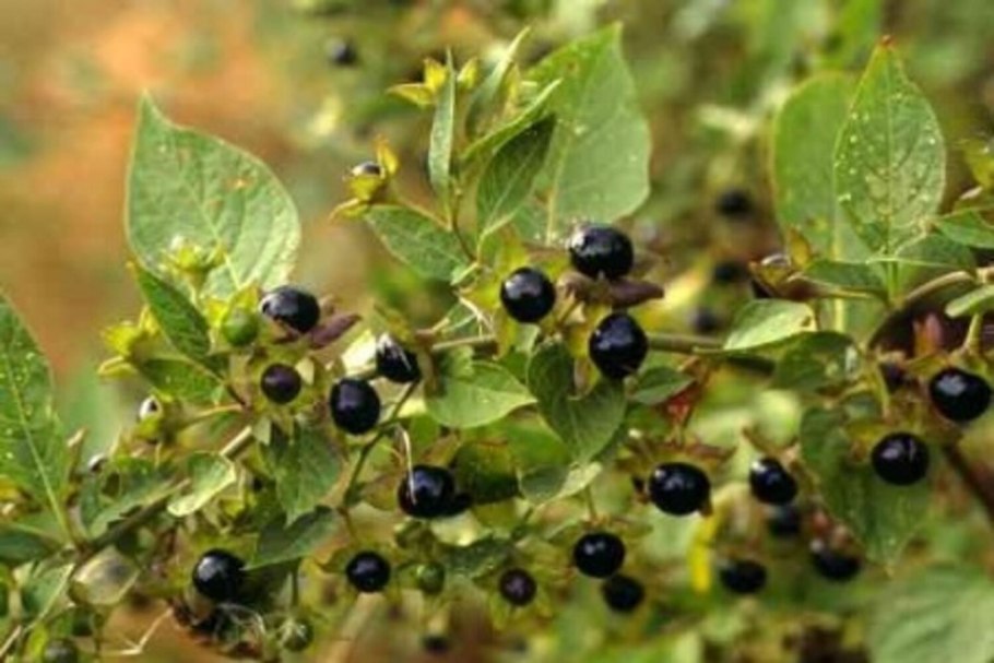 Белладонна растение фото