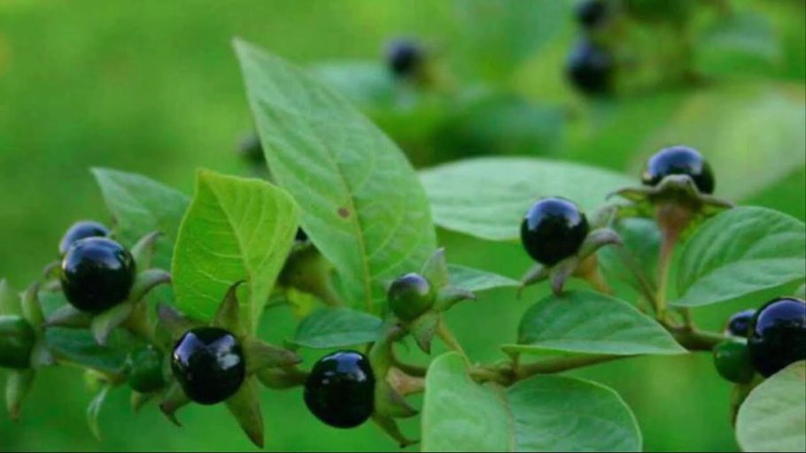 Белладонна красавка