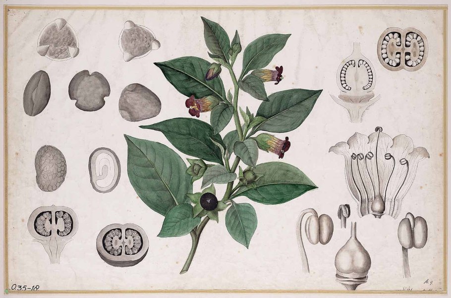 Красавка Кавказская