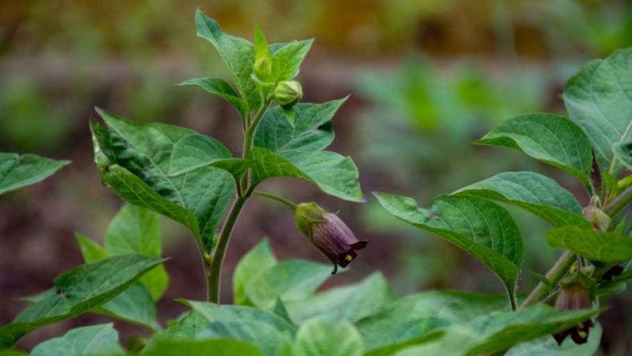 Белладонна Ботаническая иллюстрация