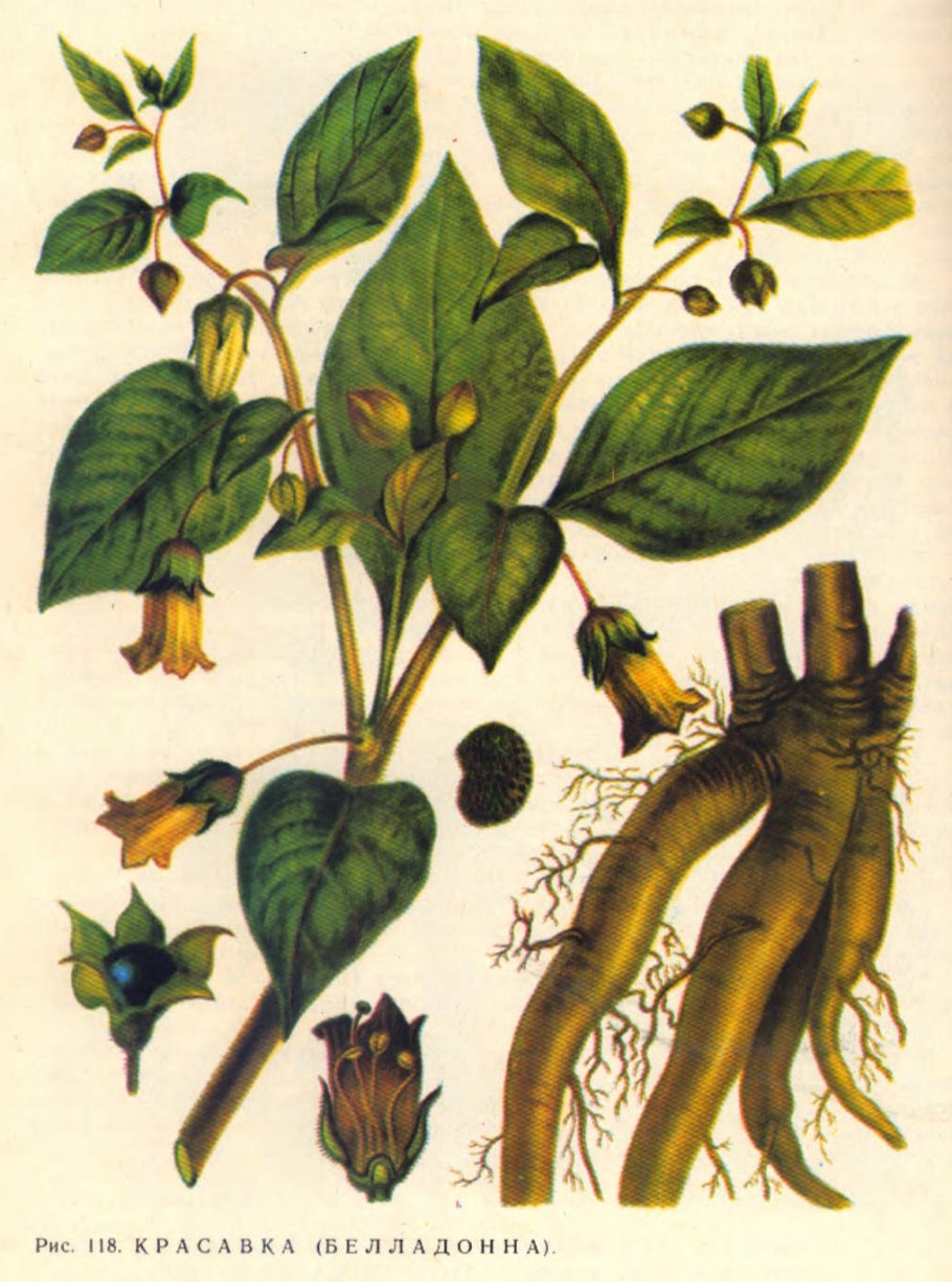 Красавка белладонна Atropa Belladonna