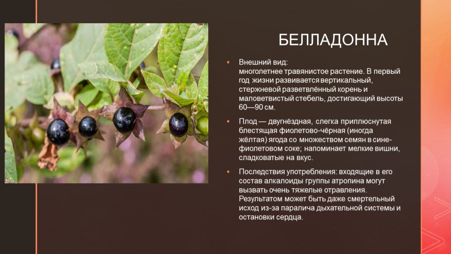 Красавка белладонна гербарий