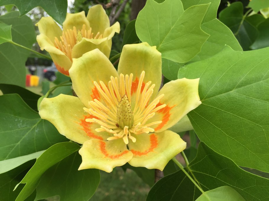 Современный ареал Лириодендрон