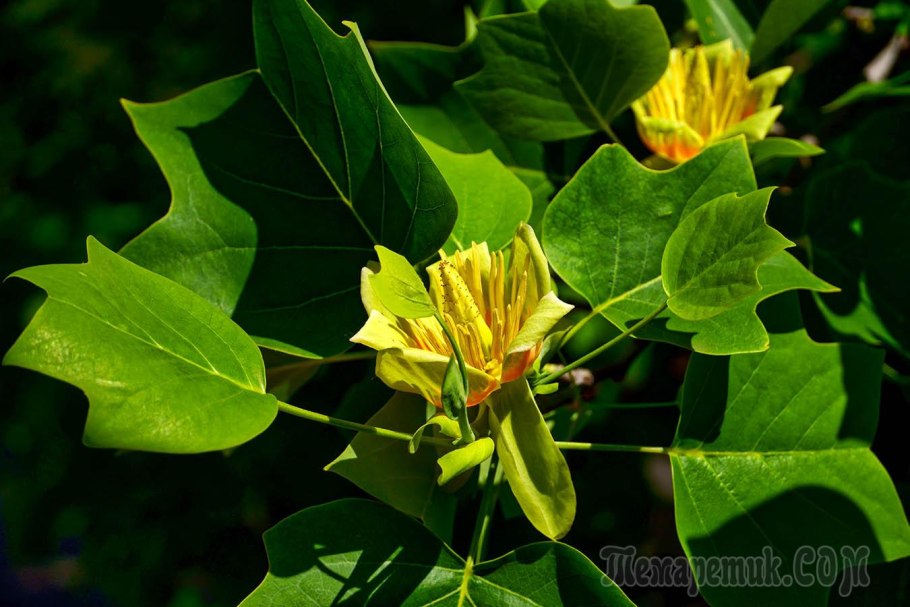 Лириодендрон Тюльпановый цветок