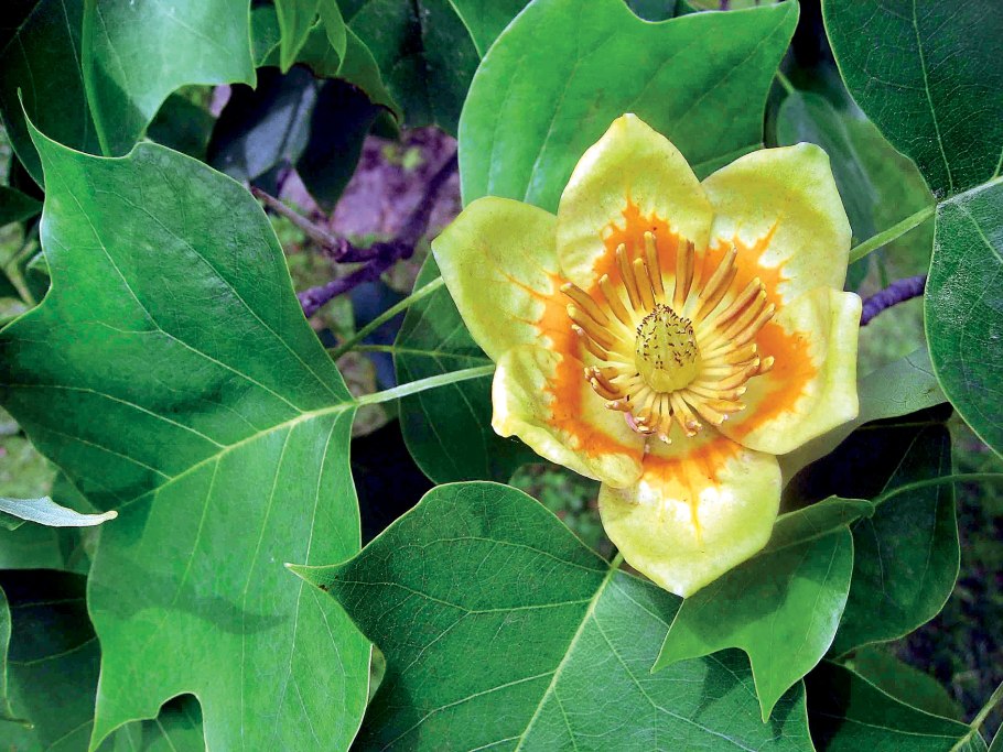 Тюльпановое дерево Краснодарский край