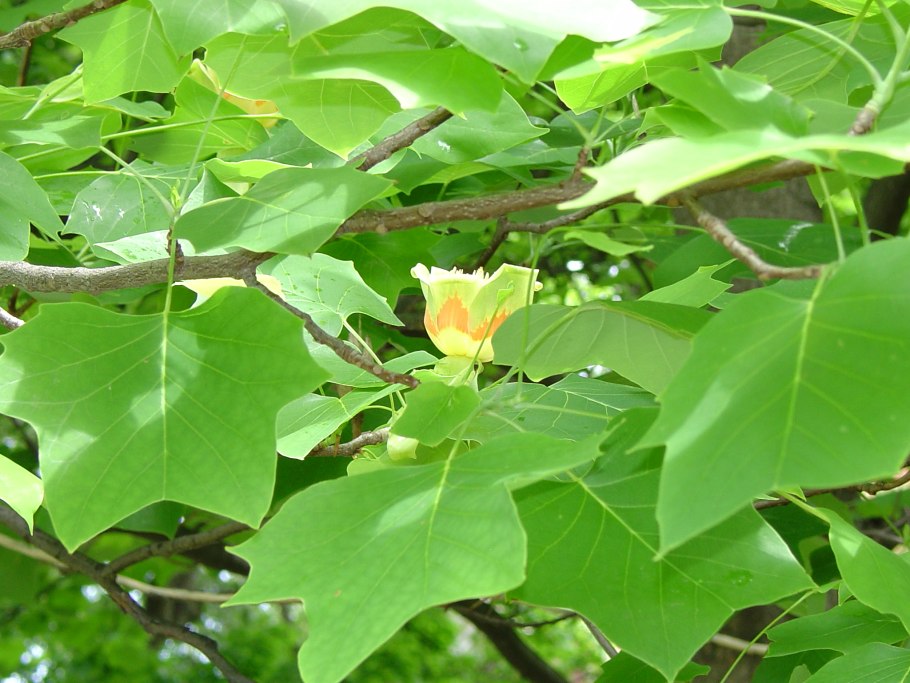 Liriodendron chinense