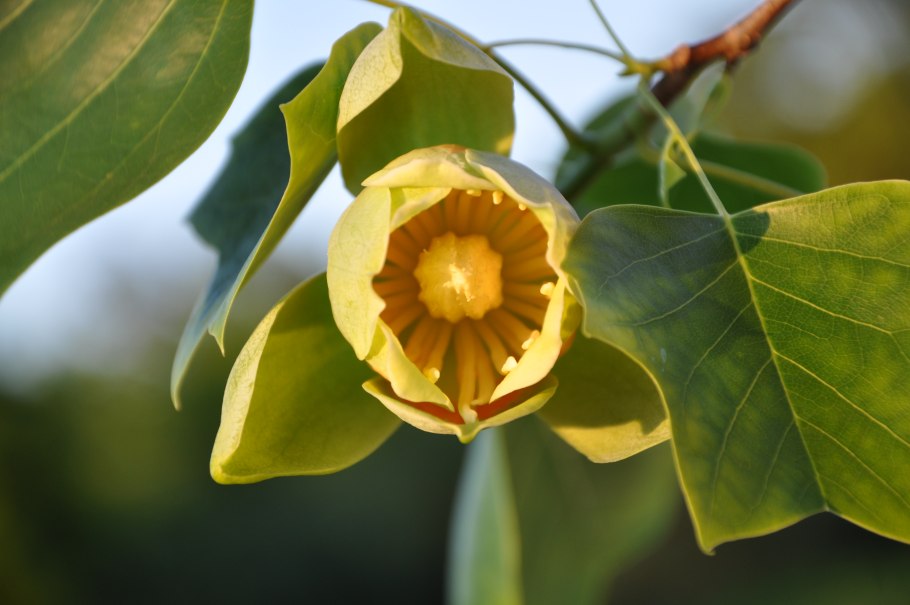 Лириодендрон Тюльпановый