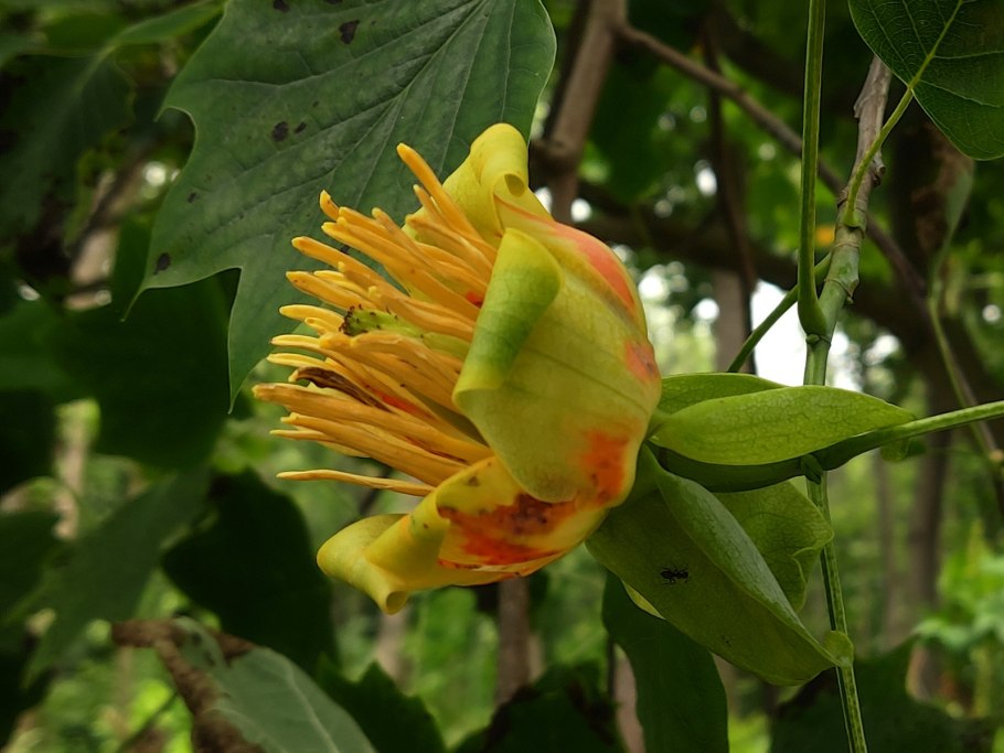 Liriodendron tulipifera Edward Gursztyn