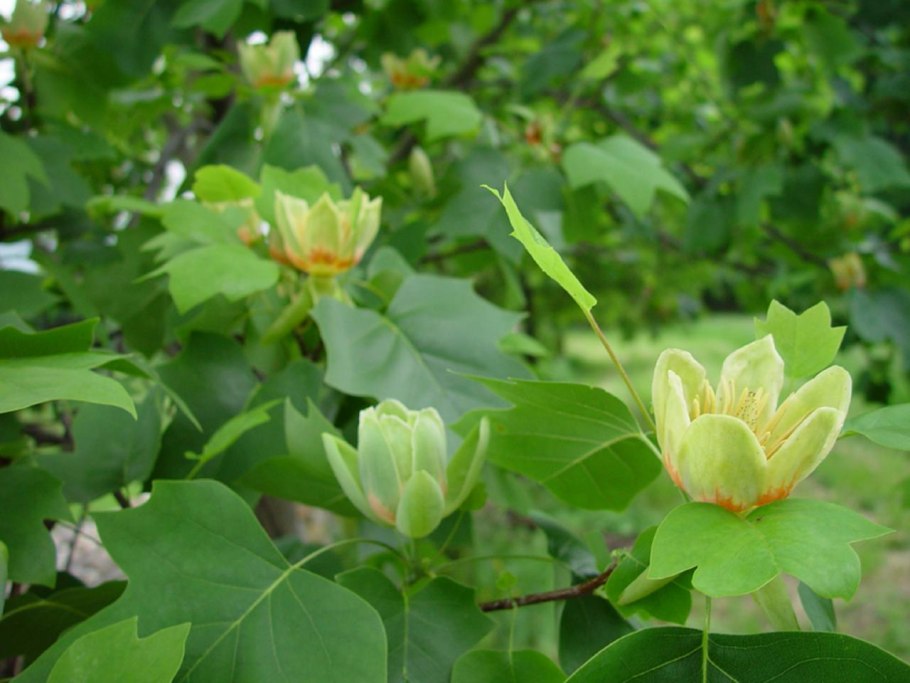 Цветок тюльпанного тополя