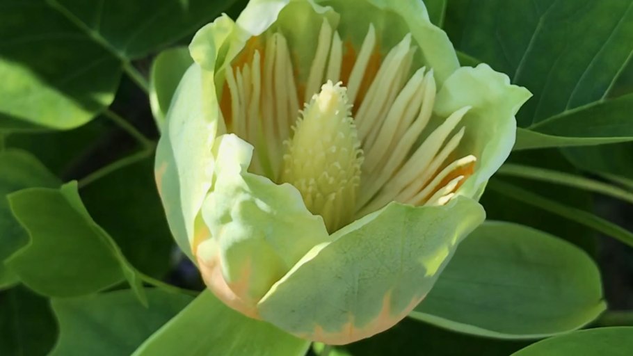 Лириодендрон Тюльпановый срез