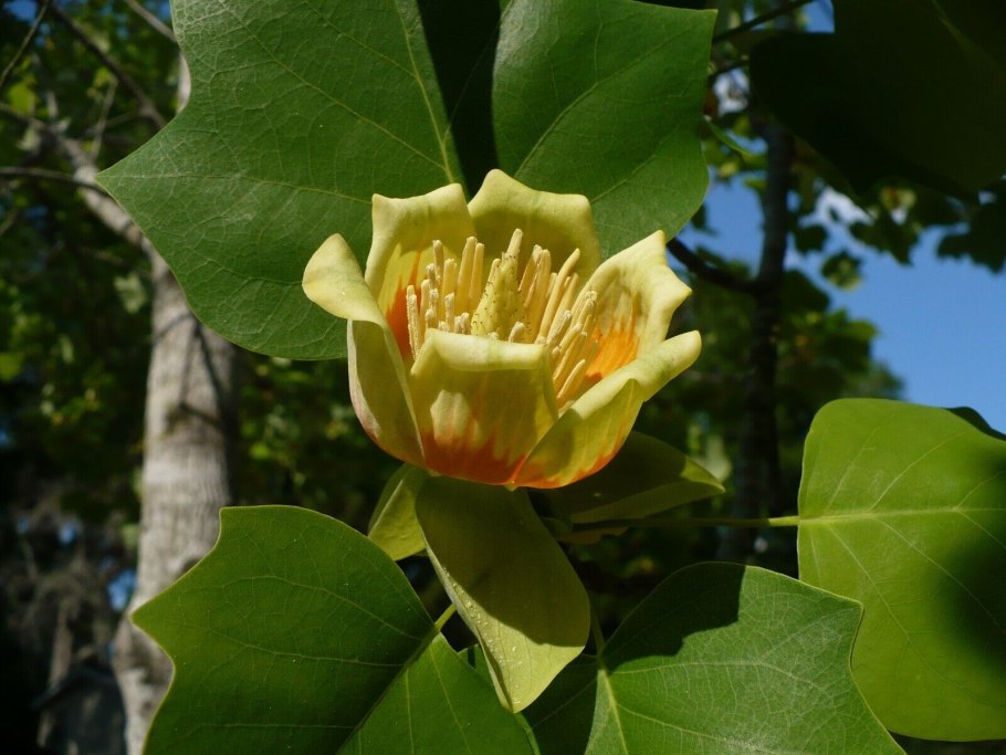 Liriodendron chinense