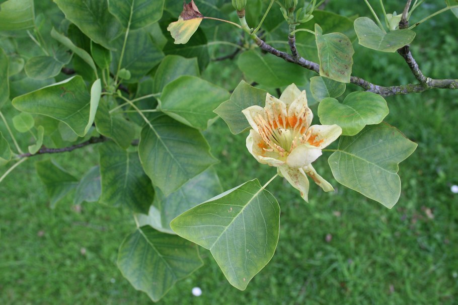 Liriodendron tulipifera