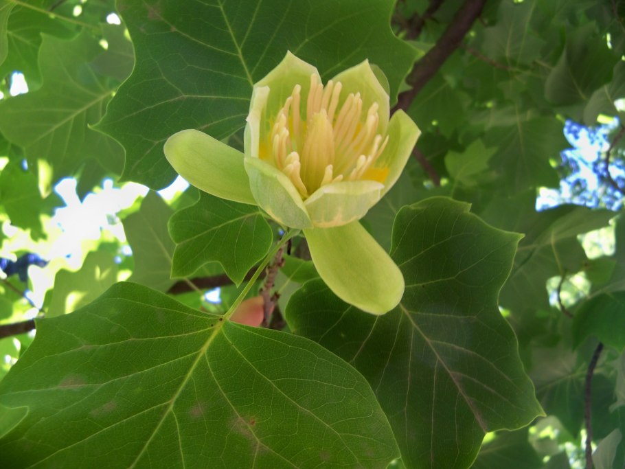 Лириодендрон Тюльпановый фастигиату