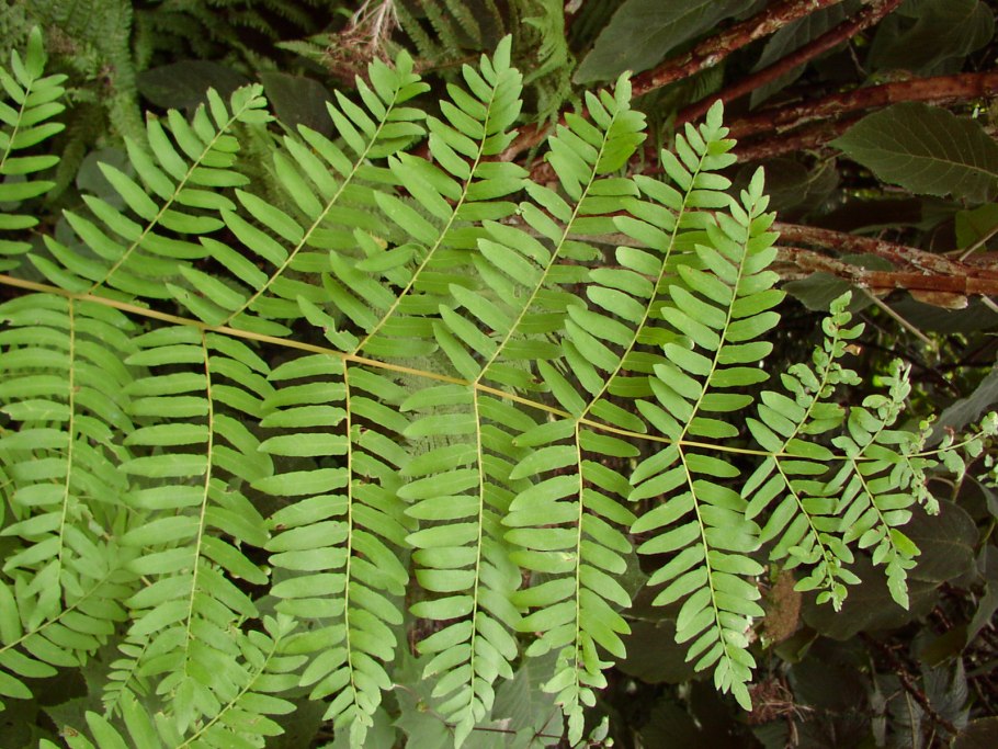 Osmunda cinnamomea