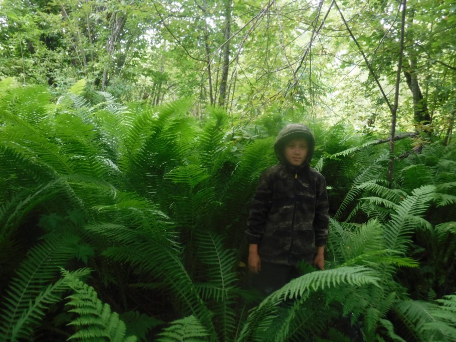 Папоротник Osmunda claytoniana