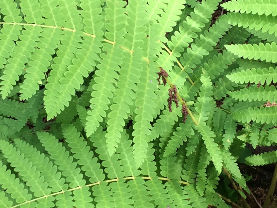 Королевский лист трава