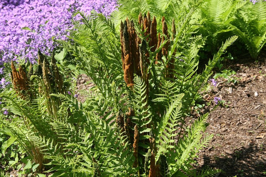 Чистоуст Клайтонов