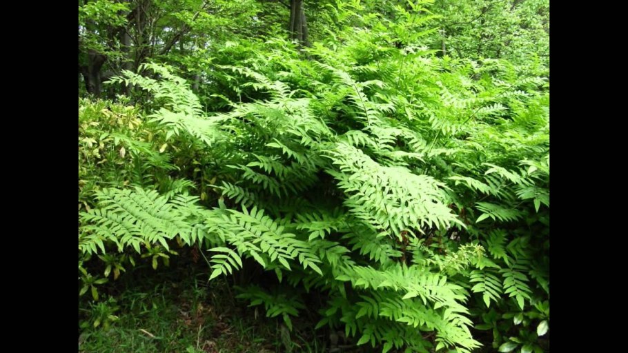 Папоротник Osmunda claytoniana