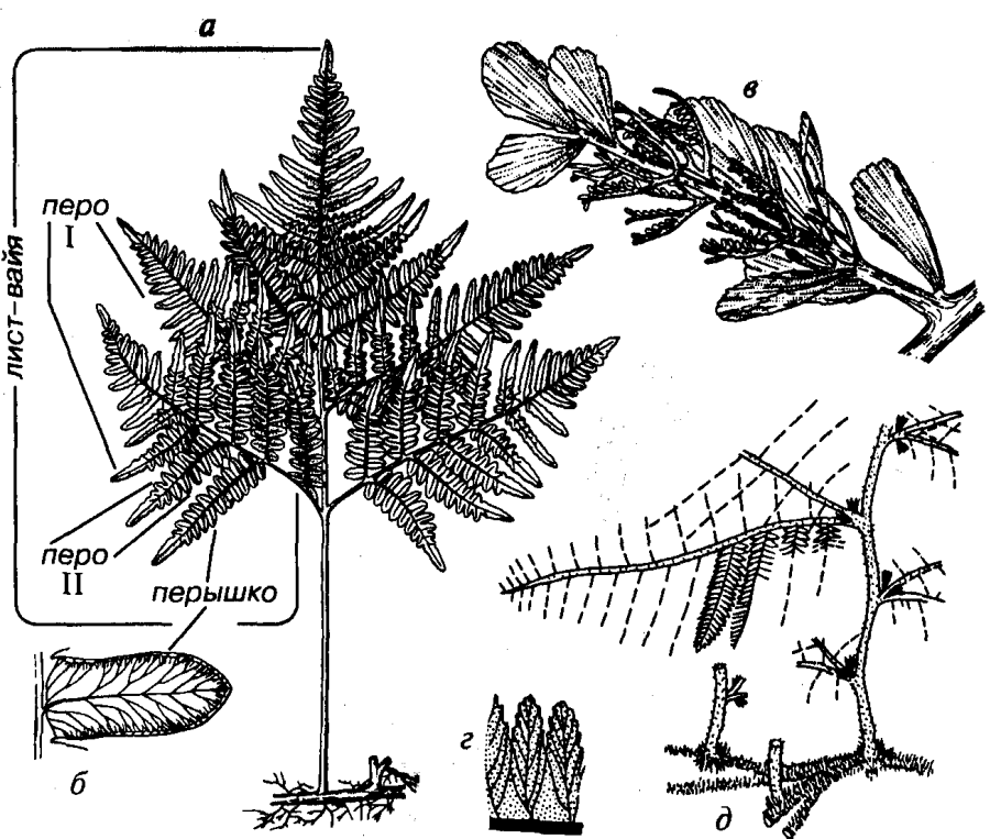 Отдел Папоротниковидные (Polypodiophyta)