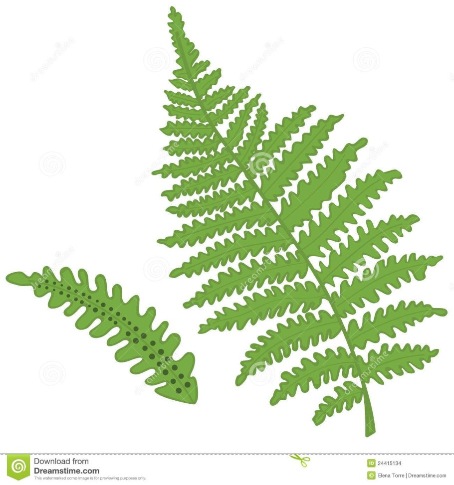 Гаметофит плауна