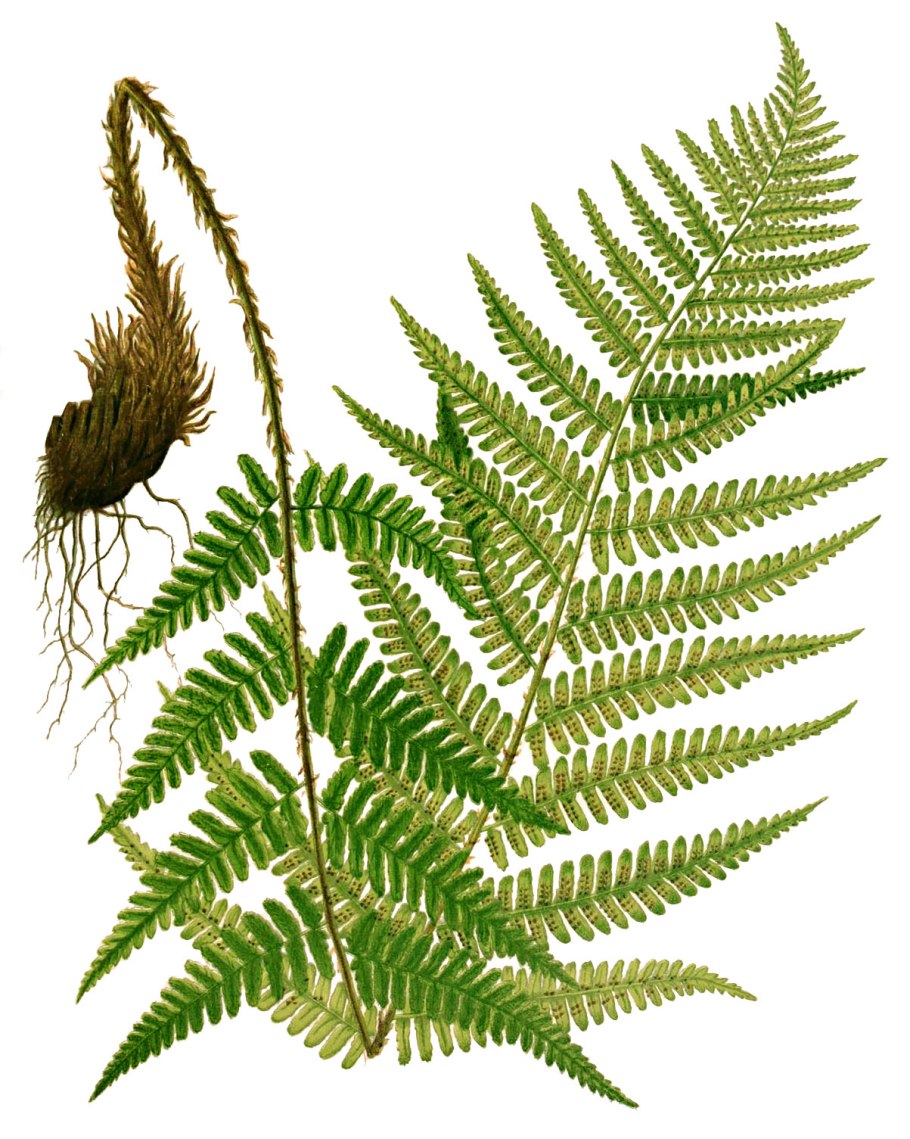 Даваллия папоротник Лесной