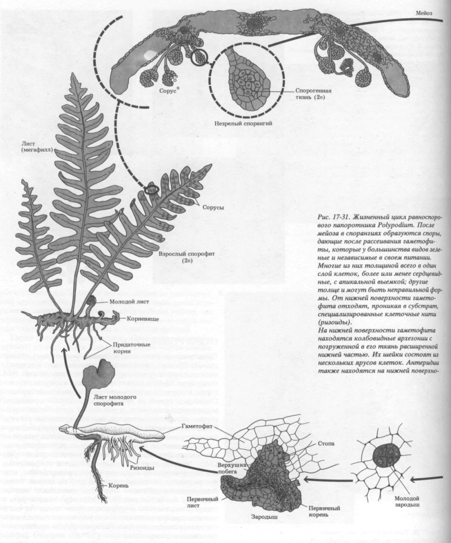Папоротник Щитовник корневище