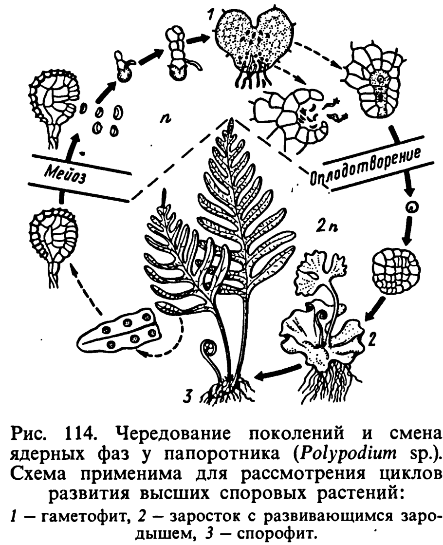 Папоротник для раскрашивания