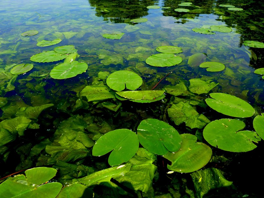 Водоросли нимфея