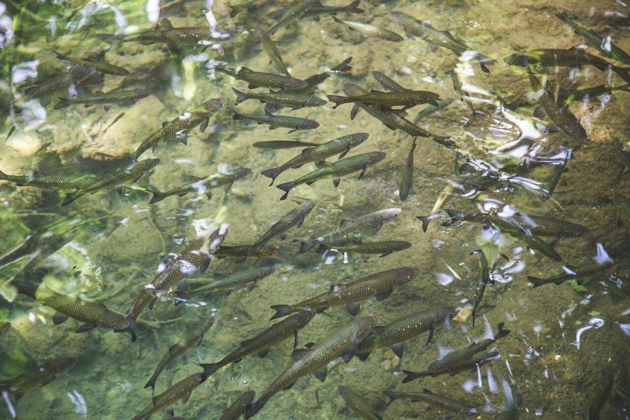 Водоросли Онежского озера