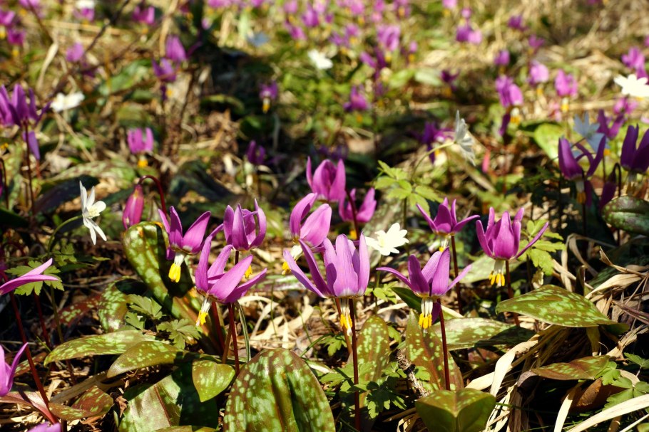 Кандык Сибирский ( Erythronium sibiricum).