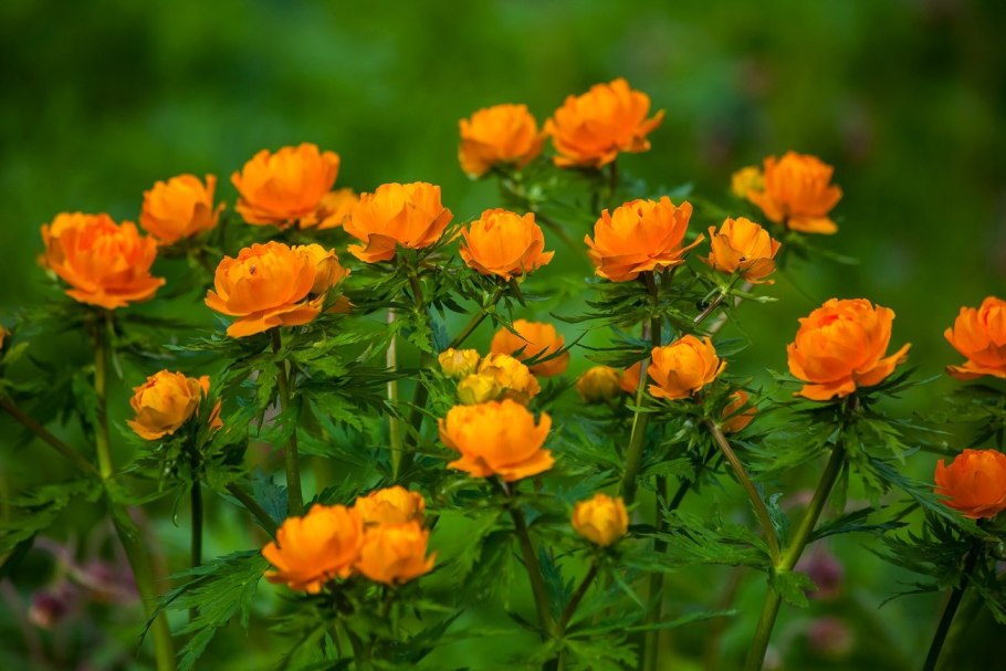 Кандык Сибирский ( Erythronium sibiricum).