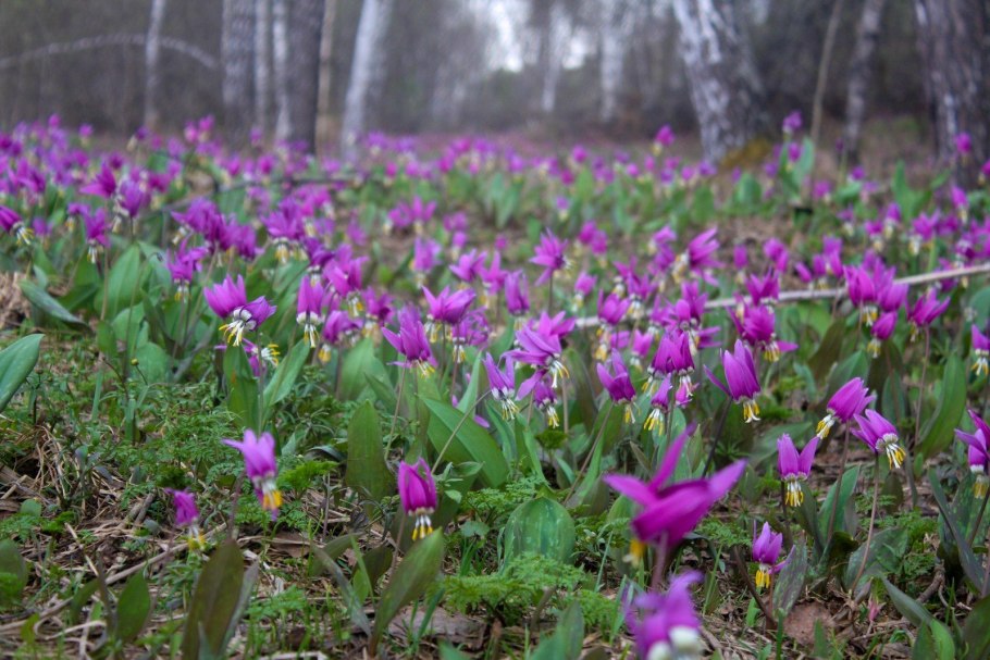 Весенние первоцветы Кандык Сибирский