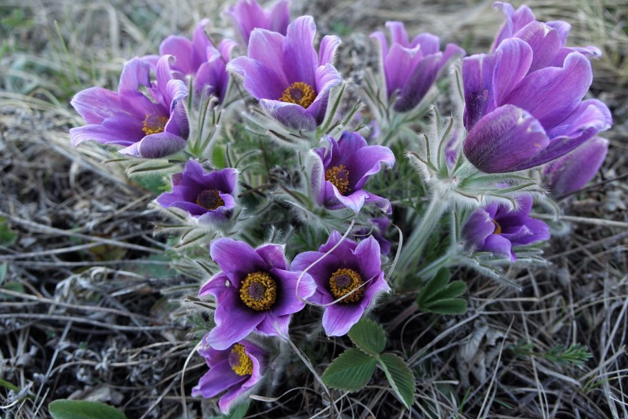 Прострел Уральский желтеющий