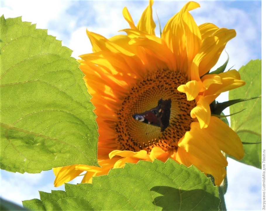 Желтые Подсолнухи семена