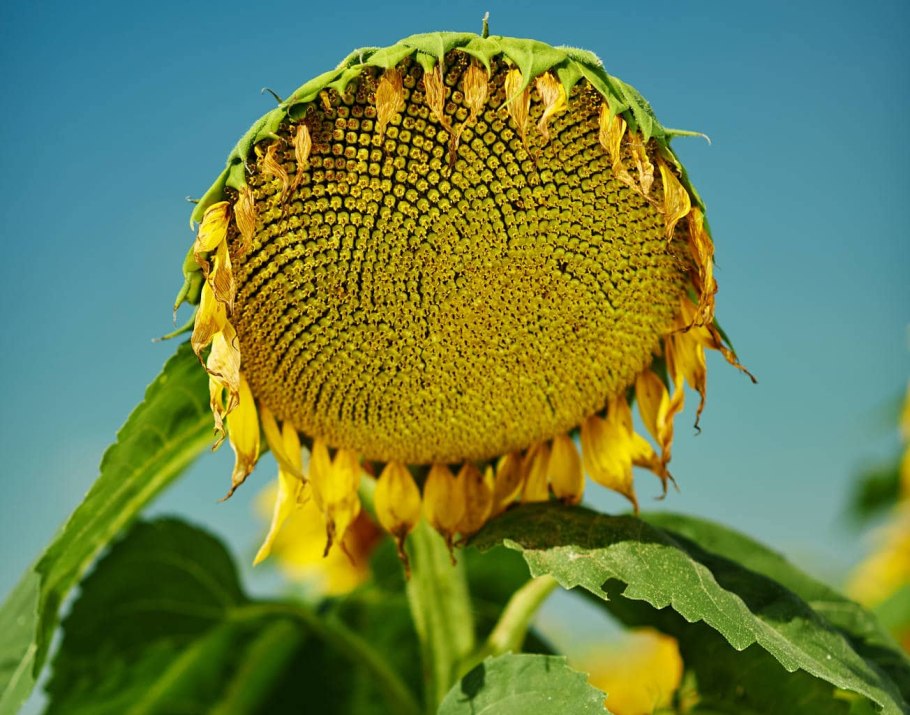 Сингента семена подсолнечника алькантара